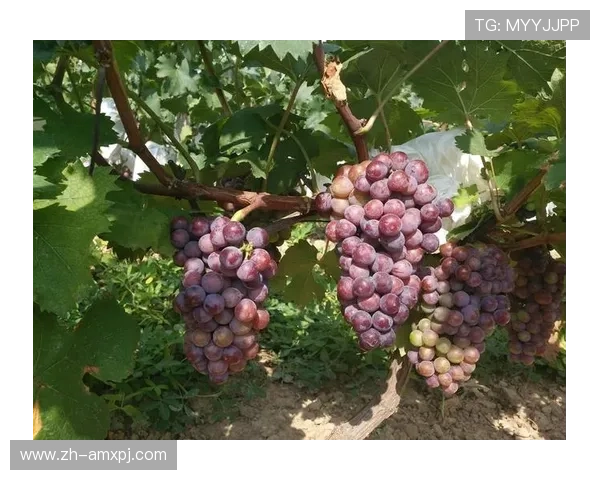 新葡萄娱乐城官网下载详细操作指南，帮助新手快速上手畅玩无忧